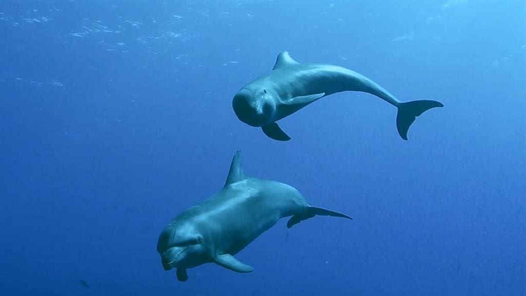 In the first ever recorded case of its kind, a bottlenose dolphin mother appears to have adopted an orphaned whale calf.
